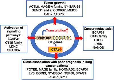 Frontiers | Cancer/Testis Antigens As Biomarker And Target For The ...